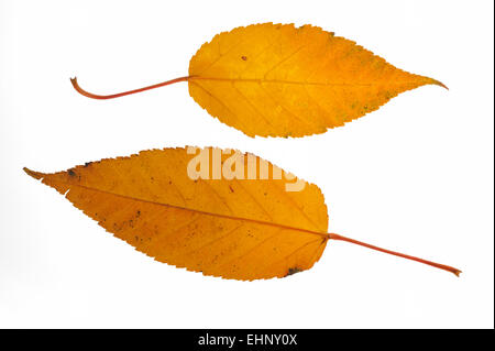 Le Père David l'érable (Acer davidii) feuilles à l'automne couleurs, originaire de la Chine contre l'arrière-plan blanc Banque D'Images