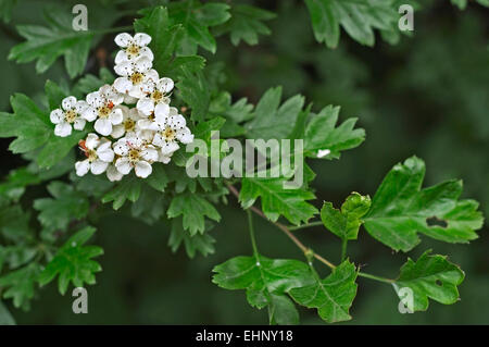 Aubépine commune / single-ensemencée l'aubépine (Crataegus monogyna) close up de feuilles et de fleurs blanches Banque D'Images