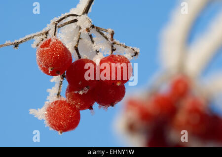 Guelder rose baies (Viburnum opulus) recouvert de gelée blanche en hiver Banque D'Images