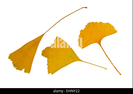 Arbre aux 40 écus / Ginkgo (Ginkgo biloba) feuilles à l'automne couleurs, originaire de la Chine contre l'arrière-plan blanc Banque D'Images