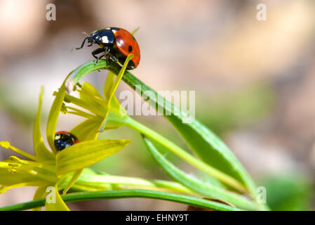 Coccinelle rouge reposant sur une journée de printemps chaude Banque D'Images