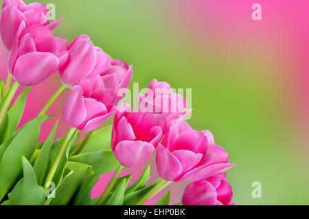 Tulipes colorées avec de l'espace pour le texte Banque D'Images