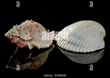 Coquillages isolé sur fond noir avec reflet Banque D'Images