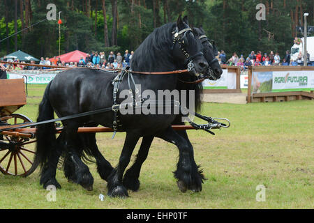 Les Européens plus grand projet de horse show Banque D'Images