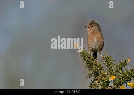 Femme Warbler-Sylvia Dartford undata, situé sur Gorse-Ulex commun europaeus. Uk Banque D'Images