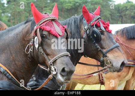 Les Européens plus grand projet de horse show Banque D'Images