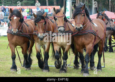 Les Européens plus grand projet de horse show Banque D'Images