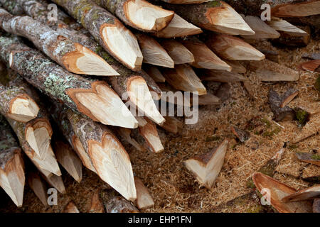 Close up de piquets en bois sculpté dans la forêt Banque D'Images