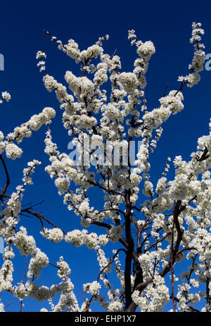 Amandier, amandiers, en fleurs, Prunus dulcis, Ovide, Pritchard Hill Winery, Napa Valley, Californie Banque D'Images