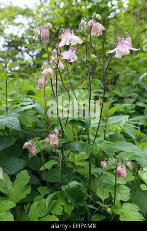 Aquilegia vulgaris, l'Ancolie Banque D'Images