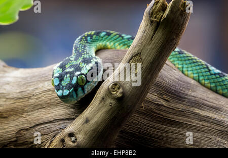 Sri Lanka Pit Viper Banque D'Images