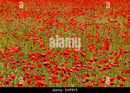 Couleur rouge énorme champ de coquelicots Banque D'Images