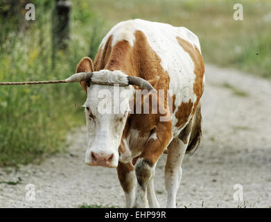 Vache brouter motley dans un champ libre (plage) Banque D'Images