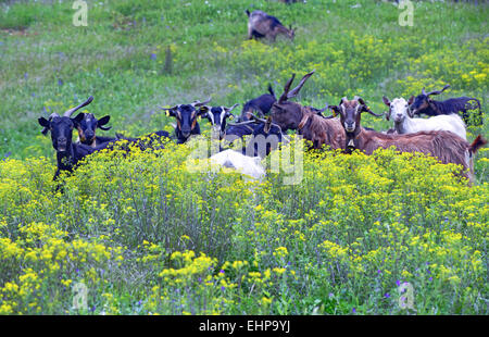 Un troupeau de chèvres dans une prairie fleurie dans le nord de l'Eubée, à Evia island, Mer Égée, Grèce Banque D'Images