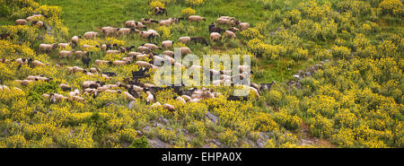 Un troupeau de moutons et chèvres avec un vieux berger dans une prairie fleurie dans le nord de l'Eubée, à Evia island, Mer Égée, Grèce Banque D'Images