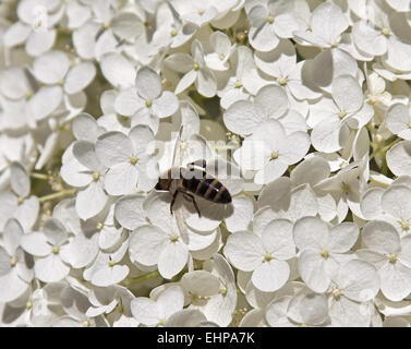 Hortensia Banque D'Images