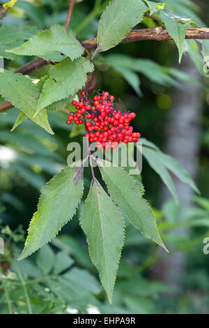 Sambucus racemosa, sureau rouge Banque D'Images