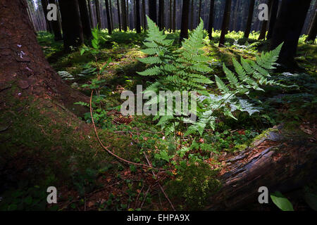 Dryopteris dilatata, vaste buckler fern Banque D'Images