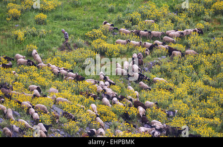 Un troupeau de moutons et chèvres avec un vieux berger dans une prairie fleurie dans le nord de l'Eubée, à Evia island, Mer Égée, Grèce Banque D'Images