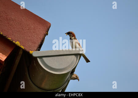 Sparrow avec sur le toit Banque D'Images