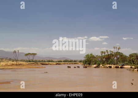 Les éléphants (Loxodonta africana) traversant une rivière Banque D'Images