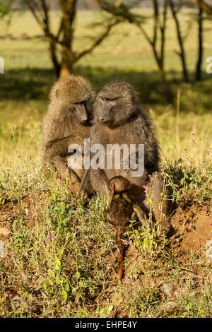 Les babouins Olive (Papio anubis) avec des bébés, toilettage Banque D'Images