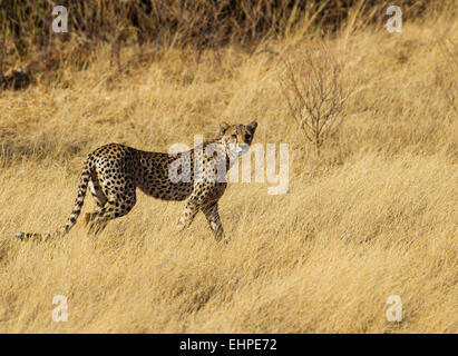 Le Guépard (Acinonyx jubatus) marcher dans l'herbe haute Banque D'Images