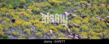 Un troupeau de moutons et chèvres avec un vieux berger dans une prairie fleurie dans le nord de l'Eubée, à Evia island, Mer Égée, Grèce Banque D'Images