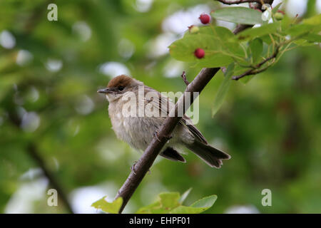 Sylvia atricapilla Blackcap, les jeunes Banque D'Images