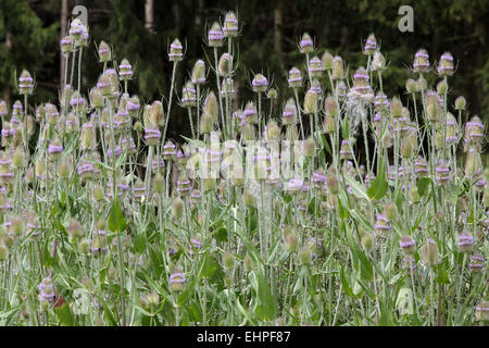 Dipsacus fullonum cardère, Fuller's Banque D'Images