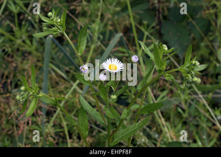 L'Erigeron annuus Vergerette annuelle, Banque D'Images