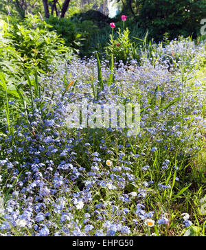 Lit avec forget-me-nots Banque D'Images