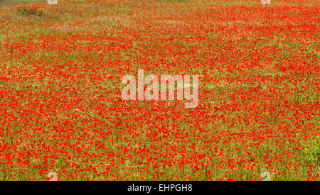 Couleur rouge énorme champ de coquelicots Banque D'Images