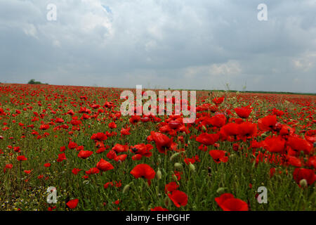 Couleur rouge énorme champ de coquelicots Banque D'Images