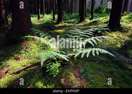 Dryopteris dilatata, vaste buckler fern Banque D'Images