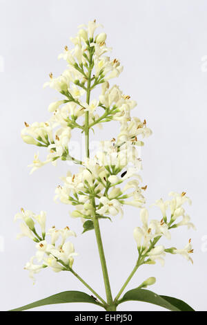 Ligustrum vulgare troène, Banque D'Images