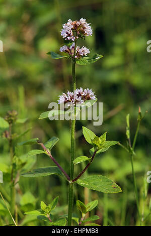 Mentha aquatica Menthe aquatique Banque D'Images