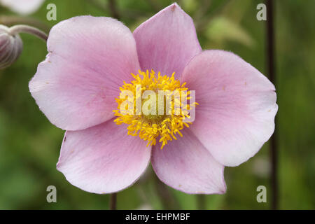 Anemone hupehensis Anemone japonais, Banque D'Images