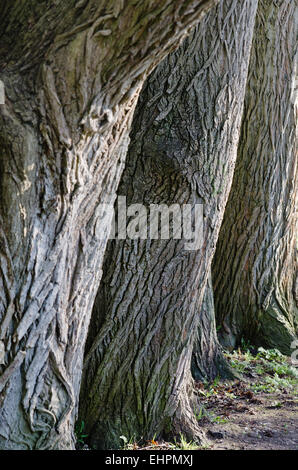 Les troncs de vieux arbres un close up Banque D'Images