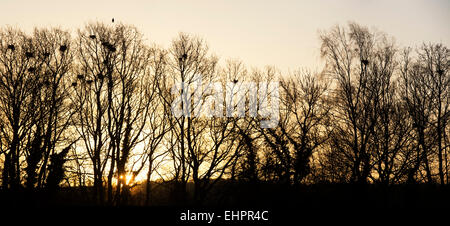 Les corneilles nichent dans les arbres d'hiver au lever du soleil. Angleterre Banque D'Images