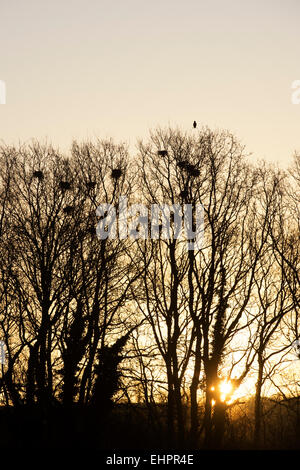 Les corneilles nichent dans les arbres d'hiver au lever du soleil. Angleterre Banque D'Images