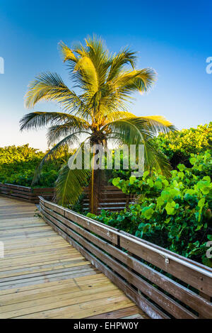 Palmier le long d'une promenade à Jupiter Island, en Floride. Banque D'Images