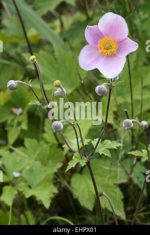 Anemone hupehensis Anemone japonais, Banque D'Images