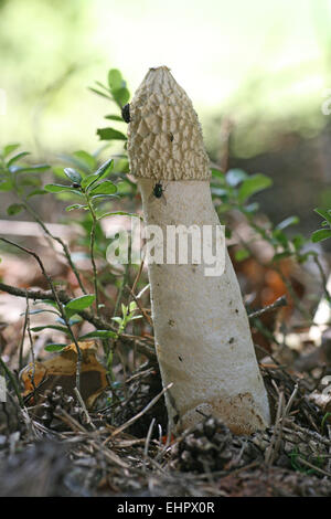 Stinkhorn Banque D'Images
