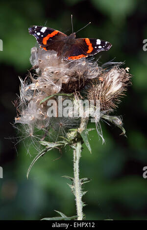 Vanessa atalanta, l'amiral rouge Banque D'Images