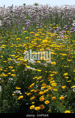 Golden Marguerite, Chardon Banque D'Images