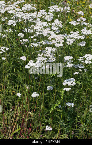 L'Achillea millefolium, l'Achillée Millefeuille Banque D'Images