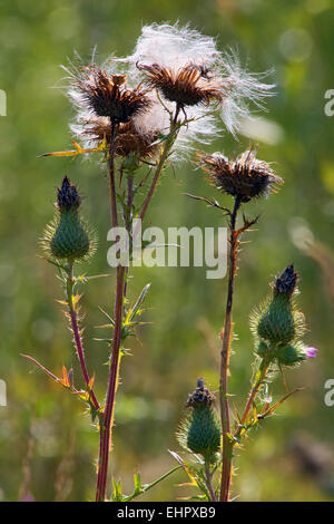 Spear Thistle, Cirsium vulgare, seed head Banque D'Images