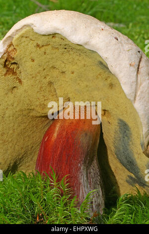 Boletus calopus Banque D'Images