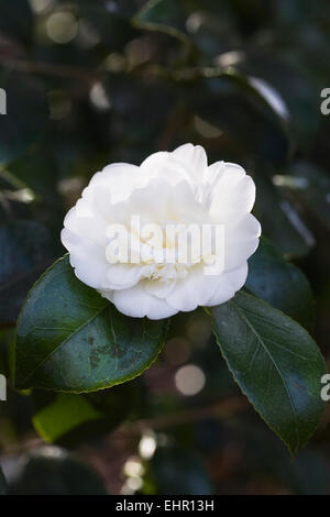 Camellia japonica 'Nobilissima' fleur. Banque D'Images